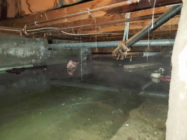 Best Flood restoration services  in Hamilton, MO
