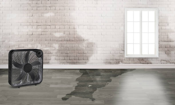 Best Water damage cleanup near me  in Hamilton, MO